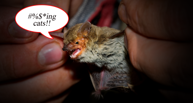 Tiny Bat Completes World Record Flight Then Gets Killed By A House Cat
