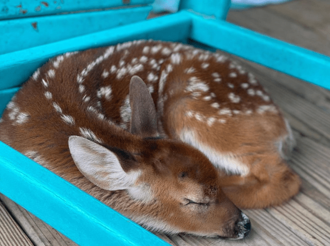 louisiana man saves baby deer hurricane ida