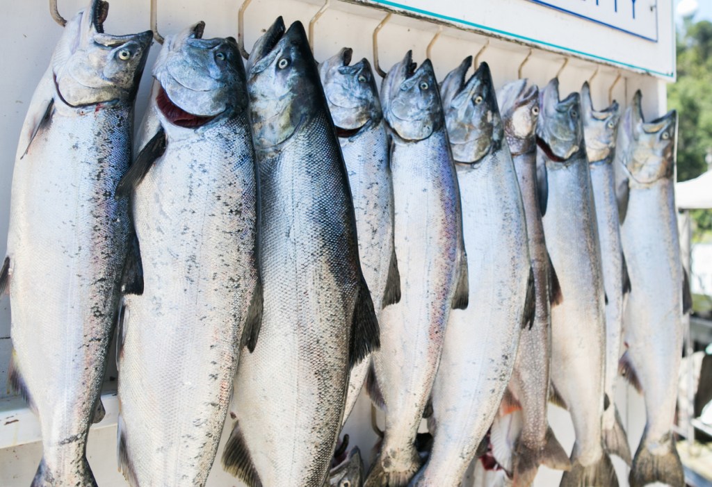King Salmon Record biggest caught ever in Great Lakes fishing Chinook