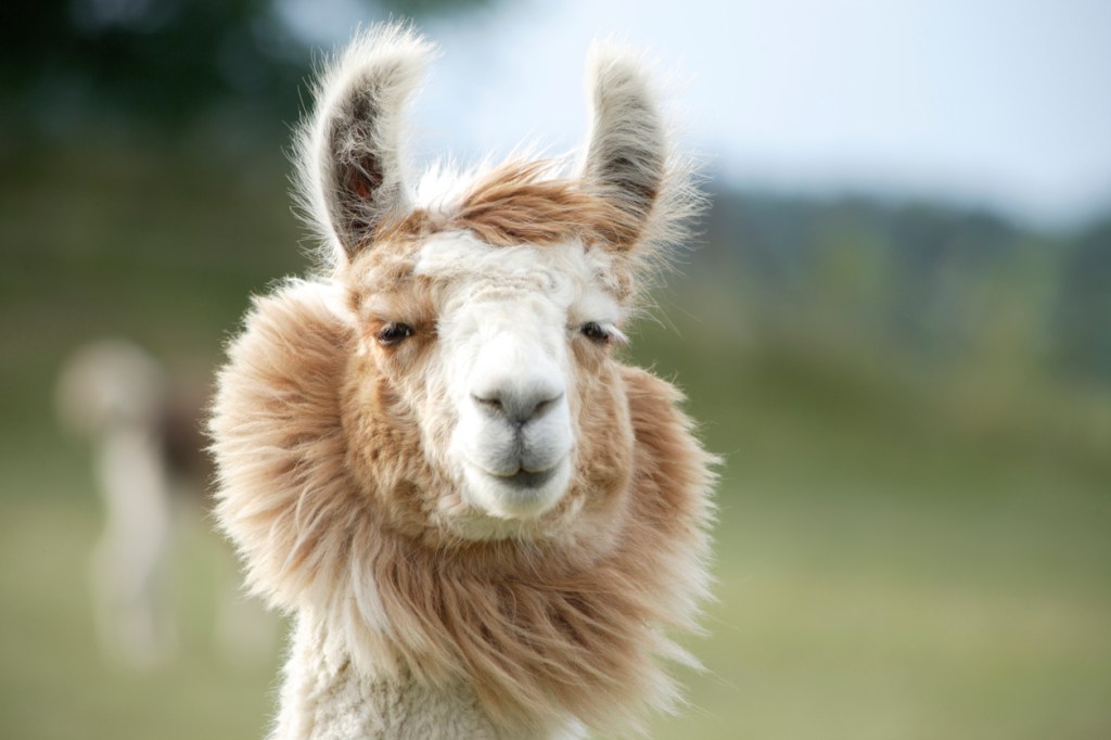 llamas