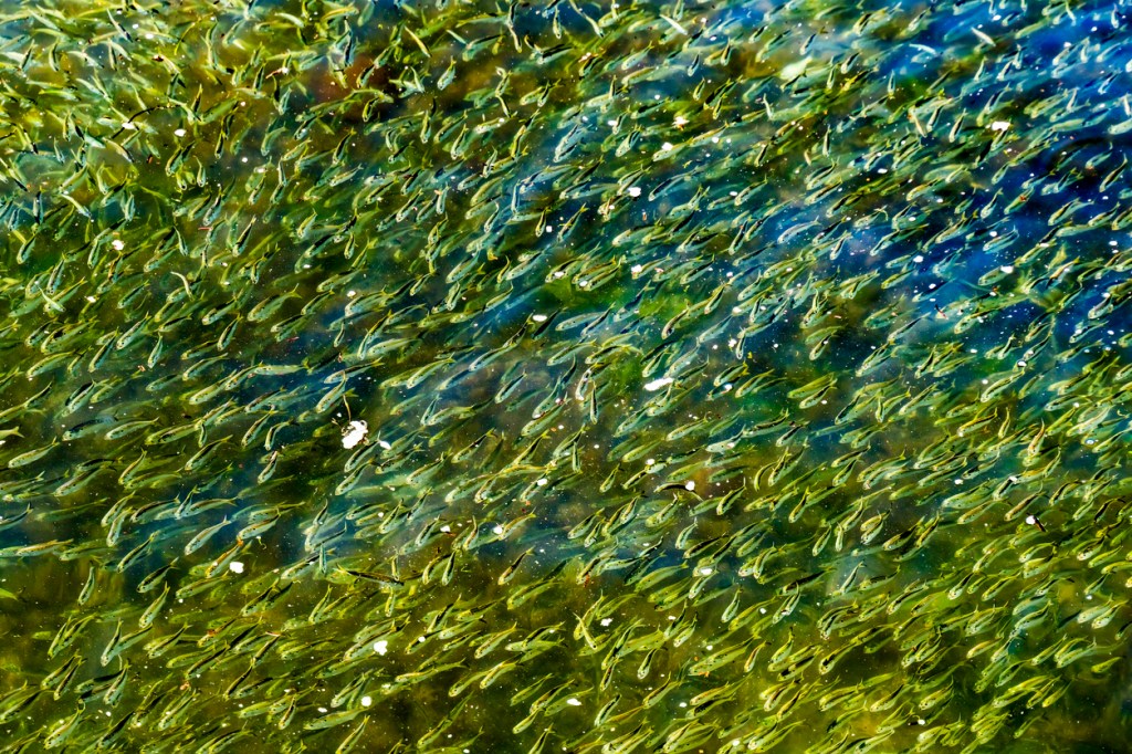 sharks eating Atlantic Menhaden schools in Southampton, NY amazing footage