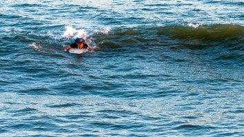 Spinner Shark Steals A Surfer’s Silky Smooth Wave And Jumps Out Of The Water Just Inches Away