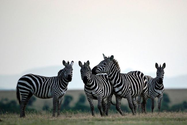 Zebras Maryland On The Loose