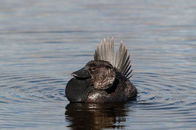 Musk duck talking ripper australia