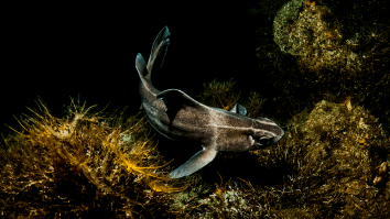 Naval Officers Left Shocked By Fish With The Body Of A Shark And The Face Of A Pig