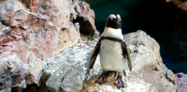 New Discovery Leads Scientists To Believe Penguins Could Be Aliens