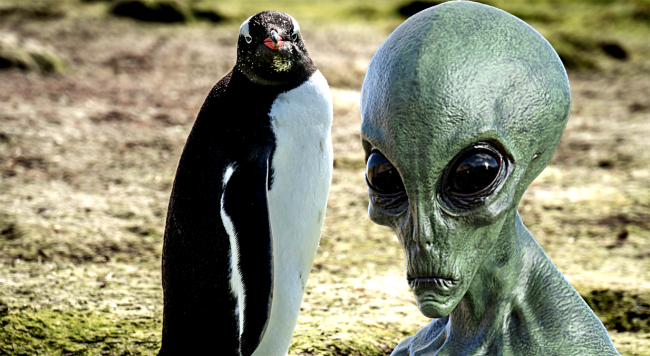 New Discovery Leads Scientists To Believe Penguins Might Actually Be Aliens