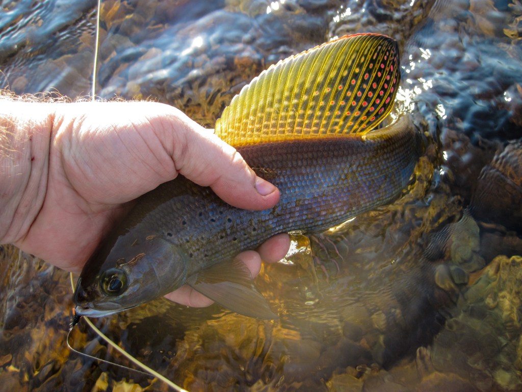 American fishing bucket list Arctic Grayling