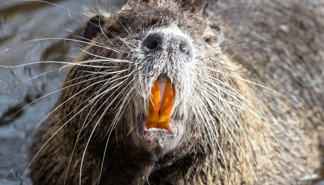 man almost killed beaver attack details