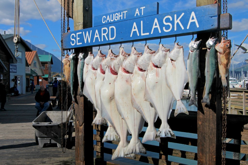 American fishing bucket list Halibut Alaska