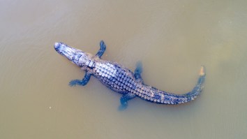 WATCH: An Alligator Named ‘George’ Snatched Drone Mid-Flight And Smoke Poured Out Of Its Mouth