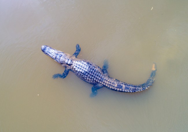 Amazing viral video shows alligator snatch drone mid-flight and chomps on it until smoke starts.