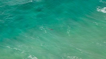 11-Year-Old Boy Escapes Shark Then Bravely Returns To Ocean To Win Surfing Competition