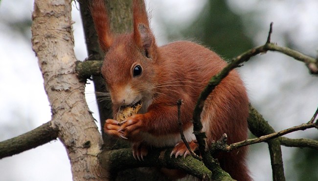 squirrel stashes thousands nuts inside truck