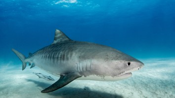 Diver Reunites With Wild Tiger Shark Who Treats Him Like A Best Friend After A Year Apart