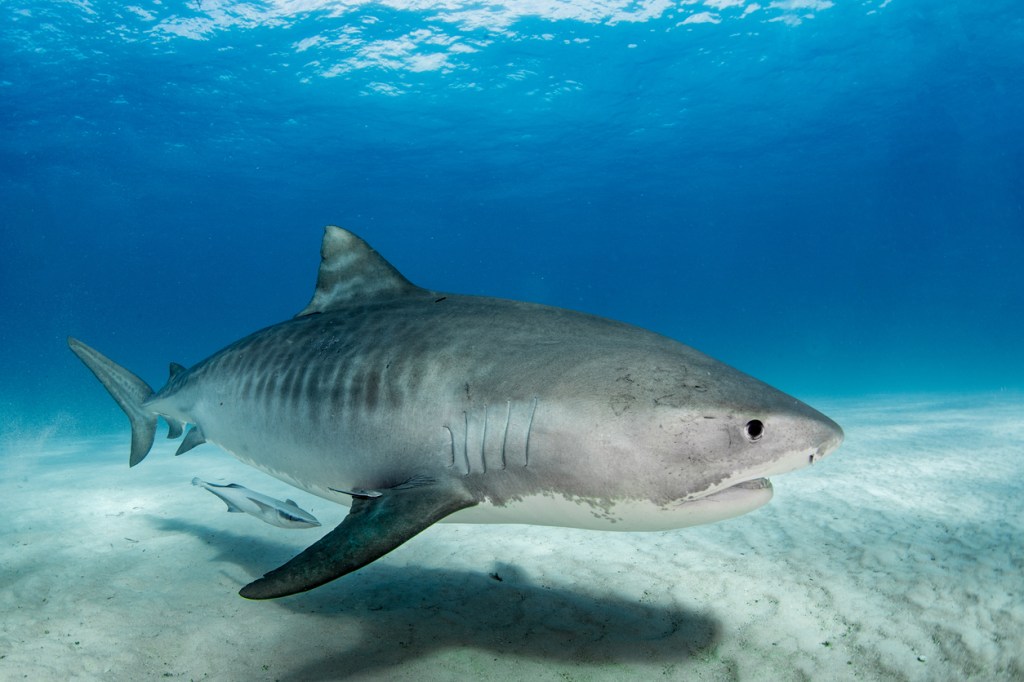 Tiger Shark diver best friends