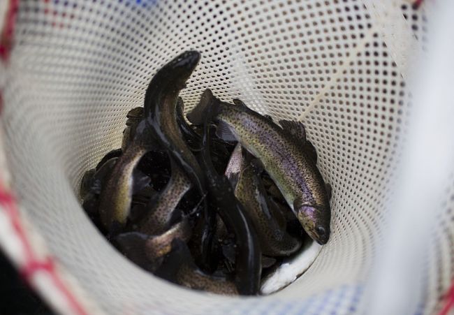 plane drops trout into lakes colorado