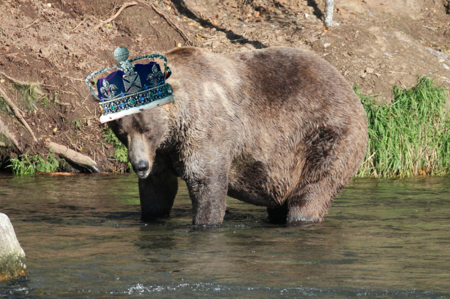 480 Otis Fat Bear Week Champion