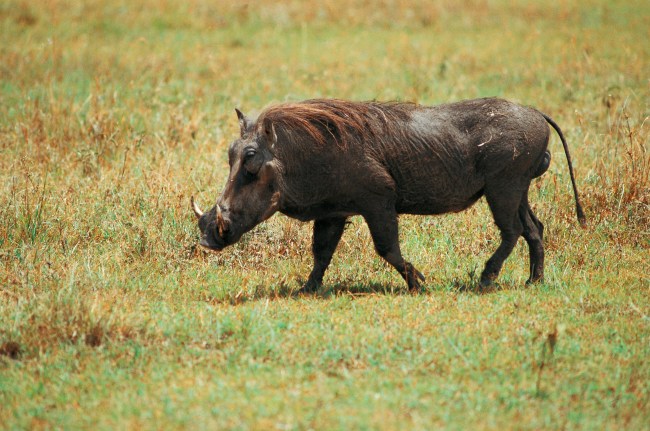 Timon Pumbaa Warthog viral Video Attack Twitter The Lion King