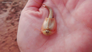 Hundreds Of Alien-Looking Three-Eyed ‘Dinosaur Shrimp’ Surface After Being Reanimated In Arizona Monsoon