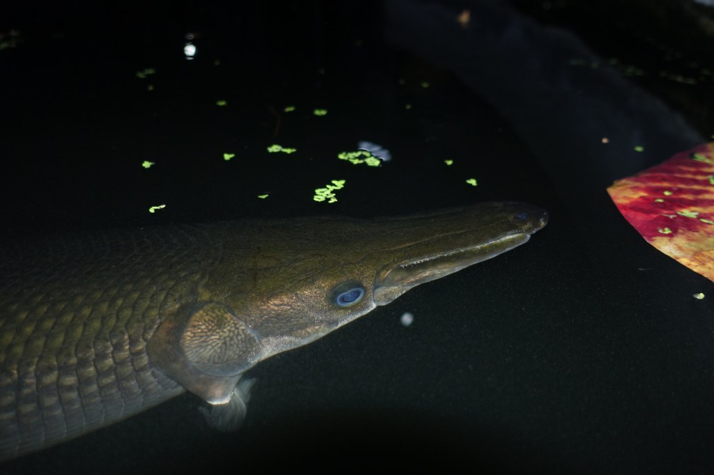 first Alligator Gar caught in Kansas