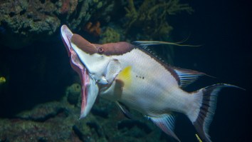 Speargun Fisherman Breaks Florida Record With A Huge Hogfish Snapper So Big It Looks Fake