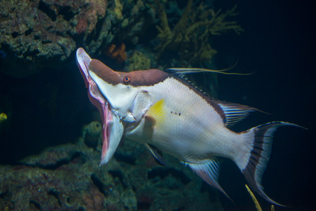 Hogfish Snapper fishing world record Florida spearfishing