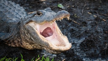 Little Kid Reeling In A Bass Is Shocked When A Gator Suddenly Appears To Eat The Fish And Steal The Rod
