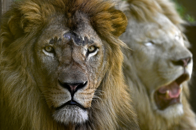 Bronx Zoo Lion Lady Woman Wig Roses $100 bills Dancing trespassing
