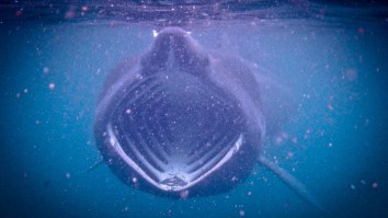 30-Foot Shark As Big As A Whale Slaps A Fisherman To Show Him Who’s In Charge