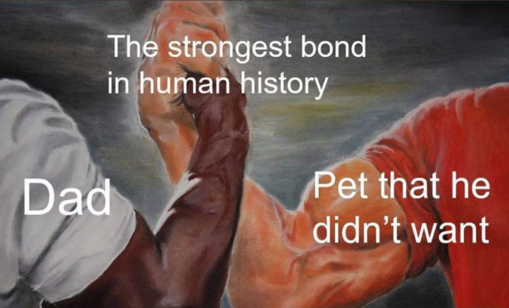 50 best memes Friday dad dog