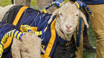 Army Cadets Kidnap The Wrong Goat While Trying To Play A Prank On Navy