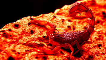 Nightmare Come To Life As Storms Unleash Deadly Swarm Of Scorpions Leaving 500 Hospitalized