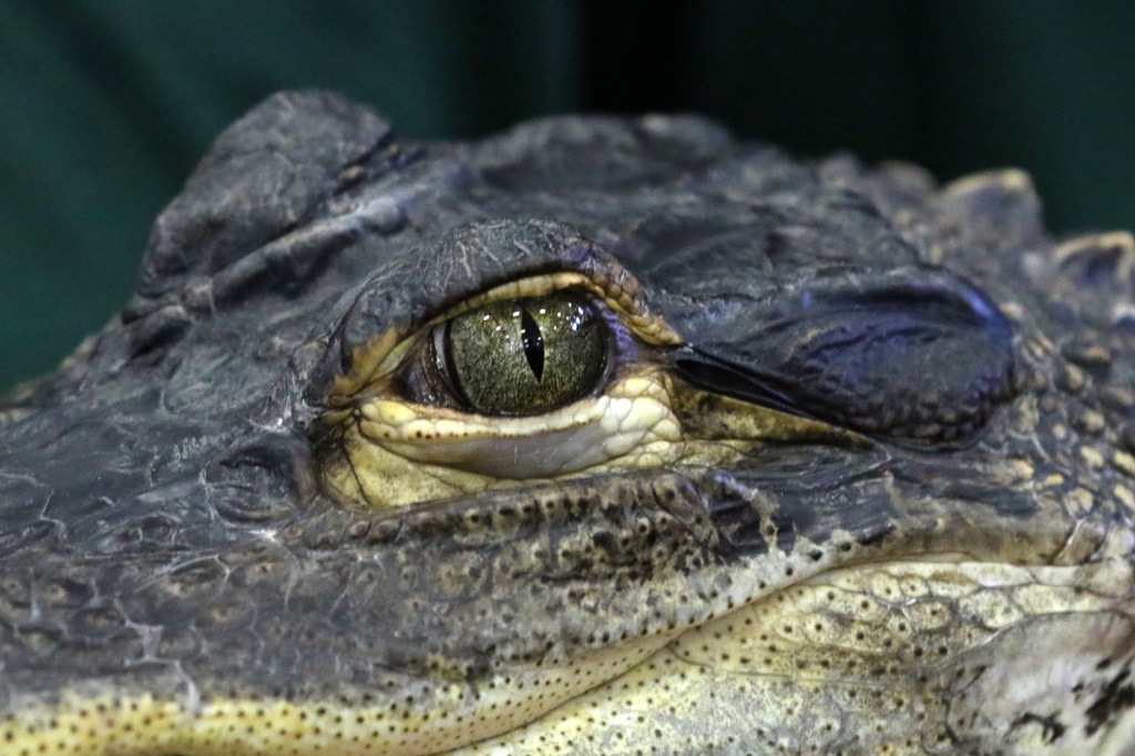 alligator lays on zookeeper and pees in viral tiktok funny reactions