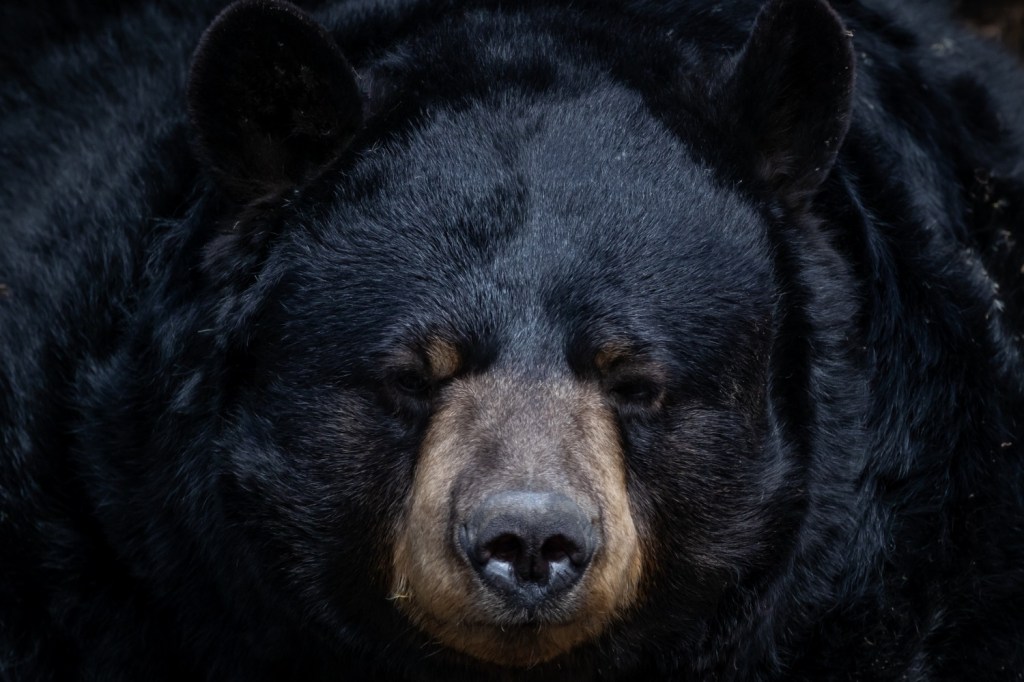 black bear enters 7-eleven store viral TikTok encounter