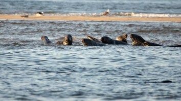 People Are Stunned By Footage Of A Great White Shark Brutally Attacking A Seal Off Cape Cod Beach