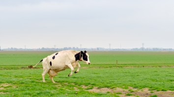 Brazilian Cow Escapes Slaughter, Goes For Ride On Water Slide, Gets Happy Ending