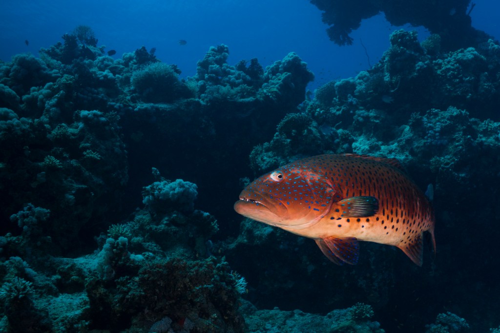 new Coralgropuer fishing world record