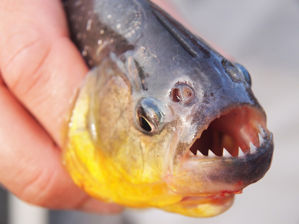 Piranha fish attack man fleeing bees