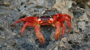 50 Million Creepy Crabs Have Completely Overtaken An Island During A Massive Migration