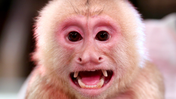 Hilarious New Detail Emerges From Monkey Bite Lawsuit Against Texas Coach’s Stripper Girlfriend
