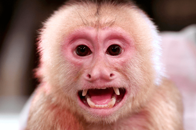 Pole Assassin Lawsuit Monkey Bite Trick-Or-Treater
