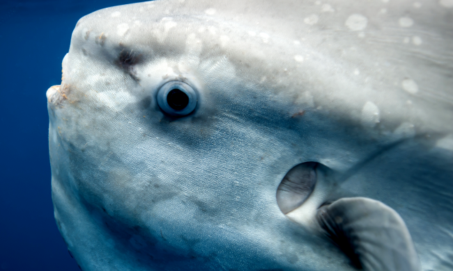 Paddleboarders Film Encounter With Bizarre Gigantic Ocean Sunfish