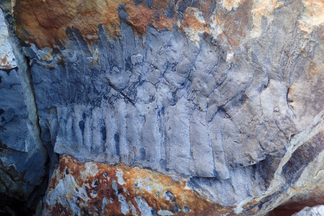 Scientists Discover Fossil Of Giant Millipede As Big As A Car