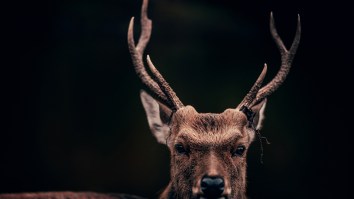 Security Camera Captures Angry Deer Attacking An Innocent Rudolph Lawn Decoration And Beating It Up