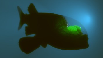 Deep-Sea Fish With See-Through Forehead And Tubular Eyes Looks Like A Robot Alien