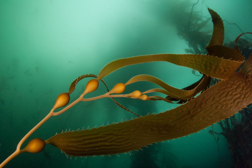 Extremely Rare Deep Sea Jellyfish Filmed At 3,300 Feet Deep Has Arms That Grow Up To 33 Feet Long