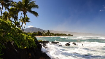 Hawaiian Surfer Attacked By A Wild Boar In The Ocean While Trying To Catch Waves