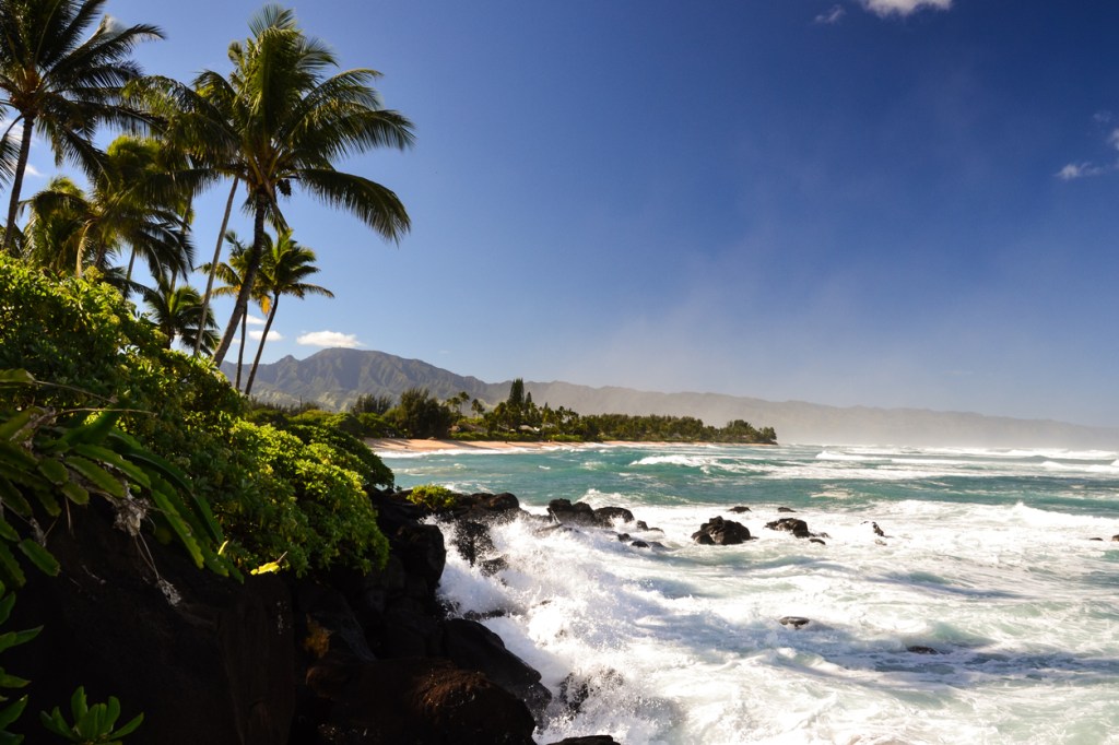Hawaiian Surfer Attacked By A Wild Boar In The Ocean While Trying To Catch Waves