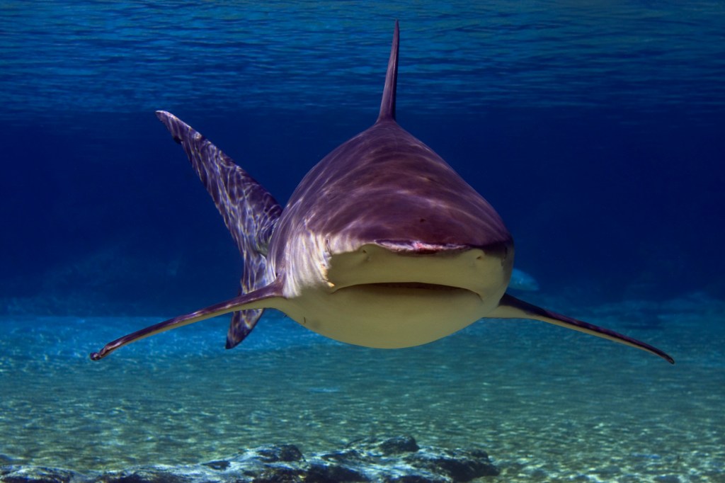 Spearfisherman Who Fought Off A Bull Shark Attack Describes The Nightmare And How He Thought He'd Die